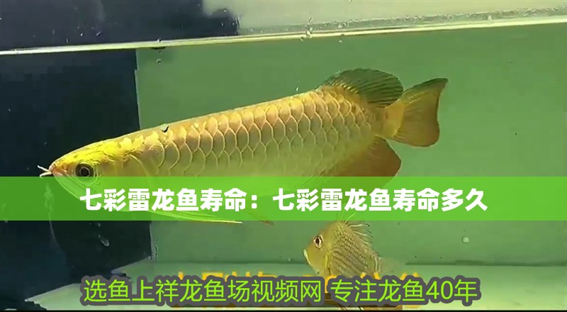 七彩雷龍魚壽命：七彩雷龍魚壽命多久