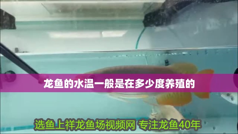龍魚的水溫一般是在多少度養(yǎng)殖的