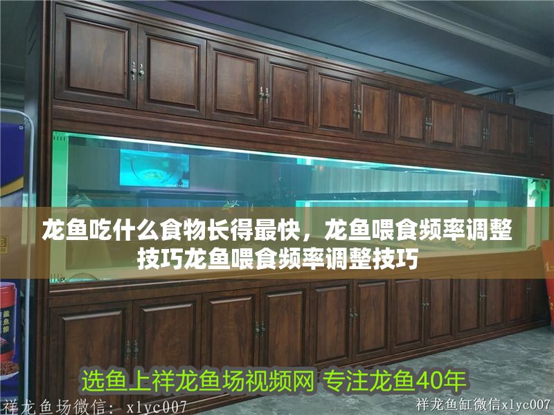 龍魚吃什么食物長得最快，龍魚喂食頻率調整技巧龍魚喂食頻率調整技巧