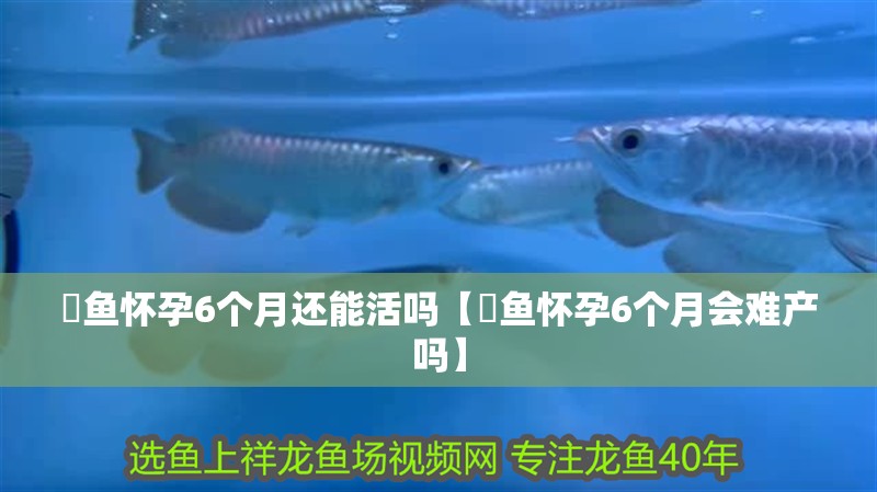 魟魚懷孕6個月還能活嗎【魟魚懷孕6個月會難產(chǎn)嗎】