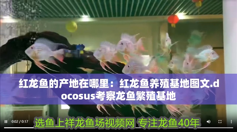 紅龍魚的產地在哪里：紅龍魚養殖基地圖文.docosus考察龍魚繁殖基地