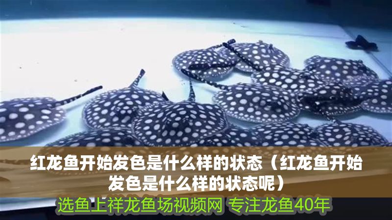 紅龍魚(yú)開(kāi)始發(fā)色是什么樣的狀態(tài)（紅龍魚(yú)開(kāi)始發(fā)色是什么樣的狀態(tài)呢）