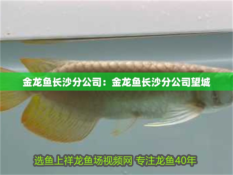 金龍魚長沙分公司：金龍魚長沙分公司望城