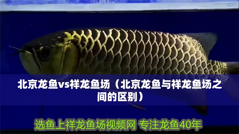 北京龍魚vs祥龍魚場（北京龍魚與祥龍魚場之間的區別）