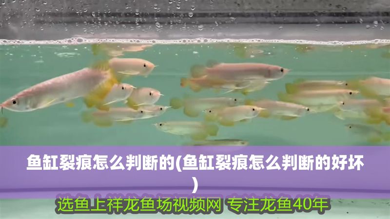 魚缸裂痕怎么判斷的(魚缸裂痕怎么判斷的好壞)