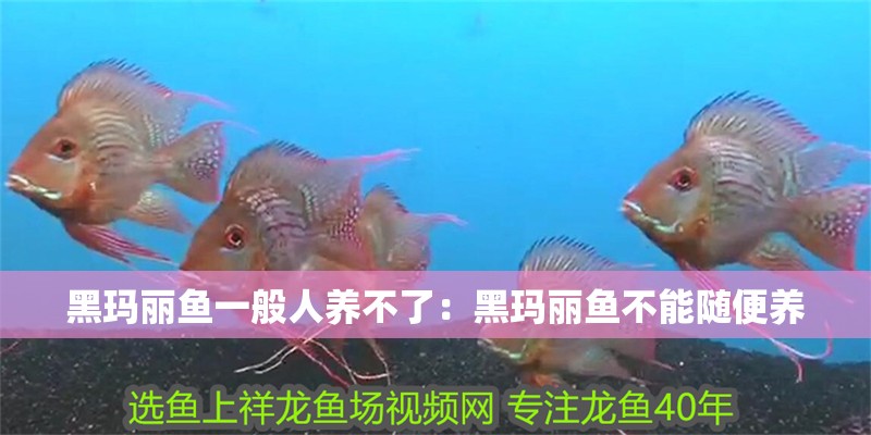 黑瑪麗魚一般人養(yǎng)不了：黑瑪麗魚不能隨便養(yǎng)
