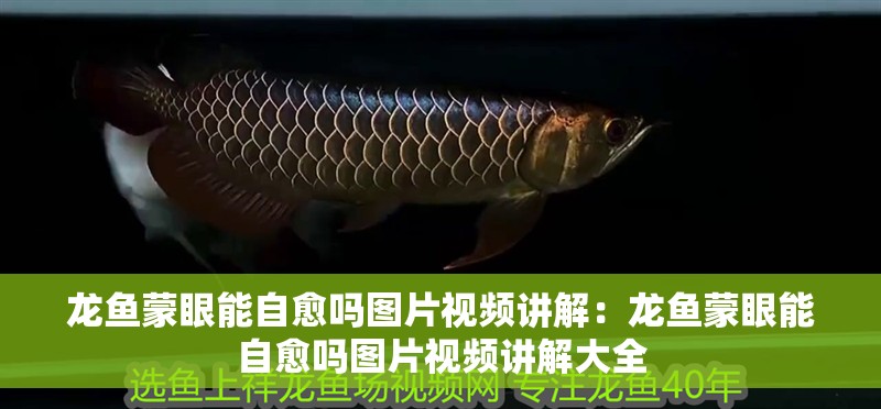 龍魚蒙眼能自愈嗎圖片視頻講解：龍魚蒙眼能自愈嗎圖片視頻講解大全