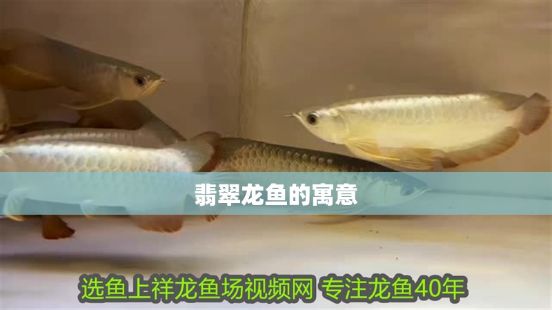 翡翠龍魚的寓意