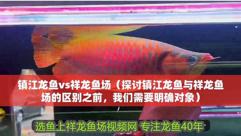 鎮江龍魚vs祥龍魚場（探討鎮江龍魚與祥龍魚場的區別之前，我們需要明確對象） 鎮江龍魚vs祥龍魚場（探討鎮江龍魚與祥龍魚場的區別之前，我們需要明確對象） 全國水族館企業名錄 第1張