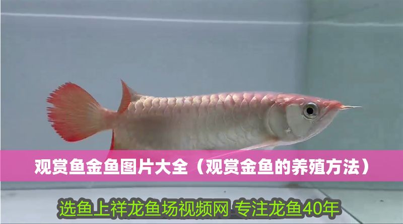觀賞魚金魚圖片大全(觀賞金魚的養殖方法) 龍魚百科 第1張 觀賞魚金魚圖片大全(觀賞金魚的養殖方法) 觀賞魚金魚圖片大全(觀賞金魚的養殖方法) 龍魚百科 第1張