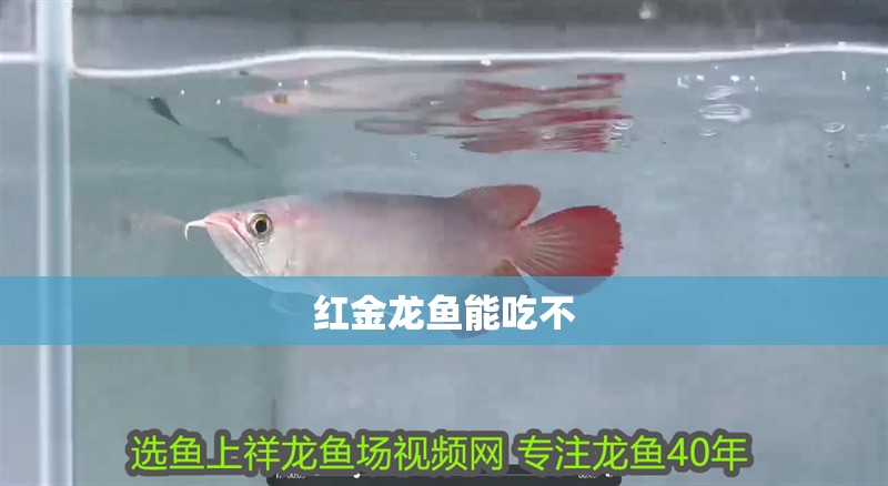 紅金龍魚能吃不 龍魚百科 第1張 紅金龍魚能吃不 紅金龍魚能吃不 龍魚百科 第1張