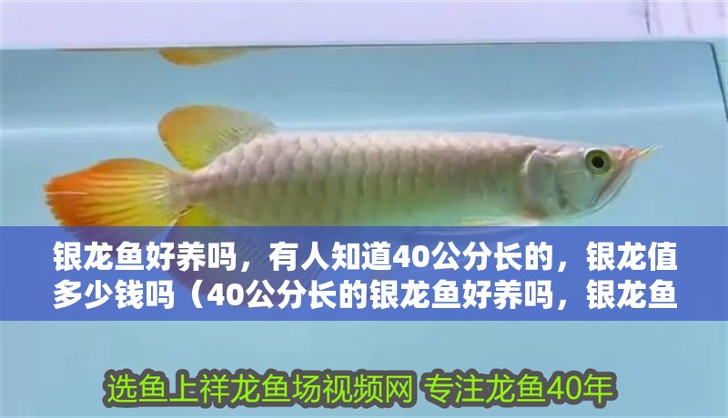 銀龍魚好養嗎，有人知道40公分長的，銀龍值多少錢嗎（40公分長的銀龍魚好養嗎，銀龍魚好養嗎，）