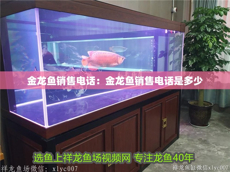 金龍魚銷售電話：金龍魚銷售電話是多少