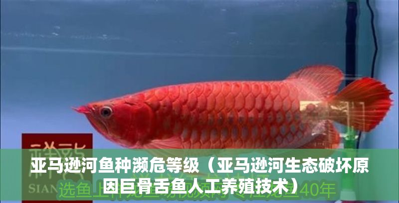 亞馬遜河魚種瀕危等級（亞馬遜河生態(tài)破壞原因巨骨舌魚人工養(yǎng)殖技術）