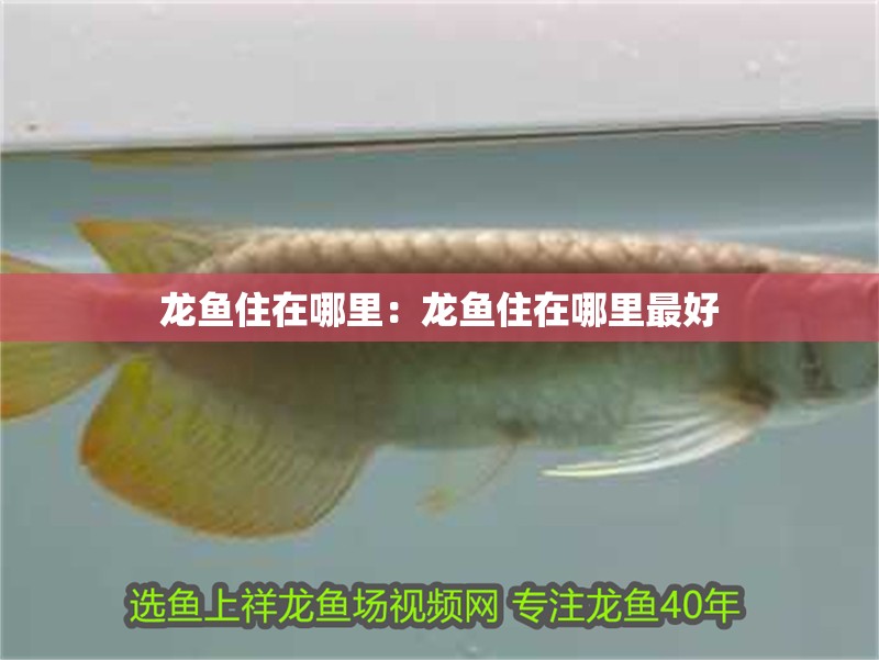 龍魚住在哪里：龍魚住在哪里最好