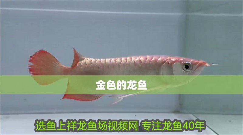 金色的龍魚