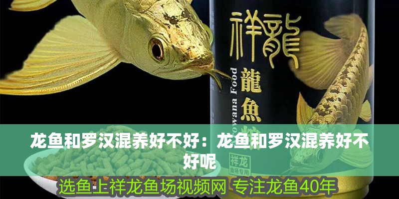 龍魚和羅漢混養好不好：龍魚和羅漢混養好不好呢