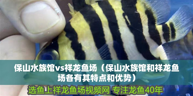 保山水族館vs祥龍魚場（保山水族館和祥龍魚場各有其特點和優(yōu)勢）