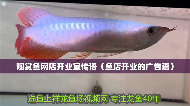 觀賞魚網(wǎng)店開業(yè)宣傳語(yǔ)(魚店開業(yè)的廣告語(yǔ)) 全國(guó)水族館企業(yè)名錄 第1張 觀賞魚網(wǎng)店開業(yè)宣傳語(yǔ)(魚店開業(yè)的廣告語(yǔ)) 觀賞魚網(wǎng)店開業(yè)宣傳語(yǔ)(魚店開業(yè)的廣告語(yǔ)) 全國(guó)水族館企業(yè)名錄 第1張