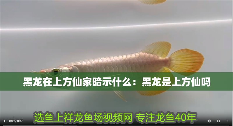 黑龍在上方仙家暗示什么：黑龍是上方仙嗎