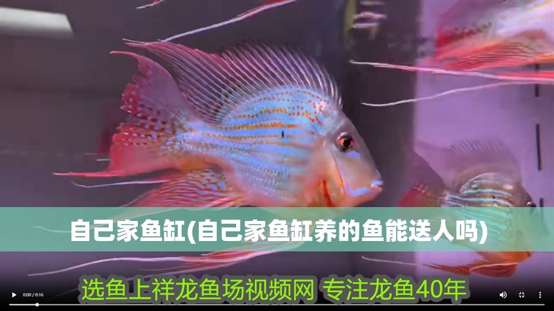自己家魚缸(自己家魚缸養的魚能送人嗎)