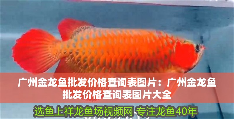 廣州金龍魚批發(fā)價(jià)格查詢表圖片：廣州金龍魚批發(fā)價(jià)格查詢表圖片大全