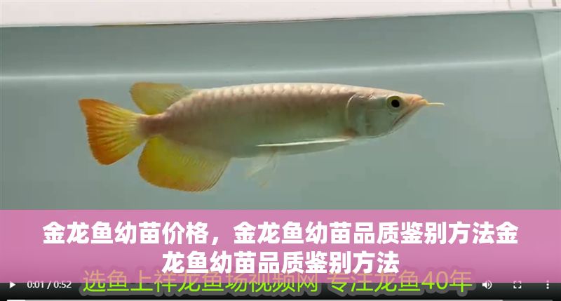 金龍魚幼苗價格，金龍魚幼苗品質鑒別方法金龍魚幼苗品質鑒別方法