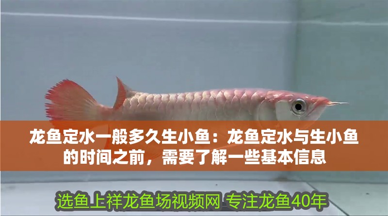 龍魚定水一般多久生小魚：龍魚定水與生小魚的時間之前，需要了解一些基本信息