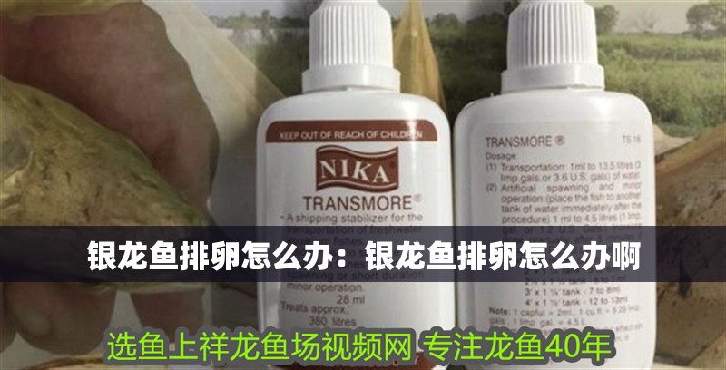 銀龍魚排卵怎么辦：銀龍魚排卵怎么辦啊