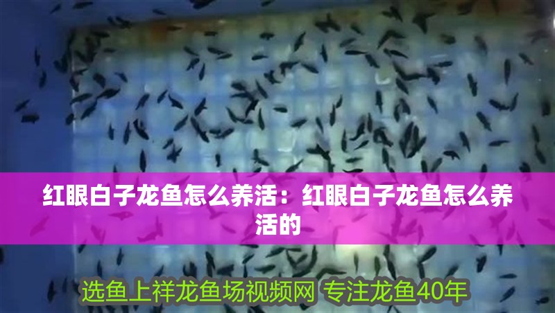 紅眼白子龍魚怎么養(yǎng)活：紅眼白子龍魚怎么養(yǎng)活的