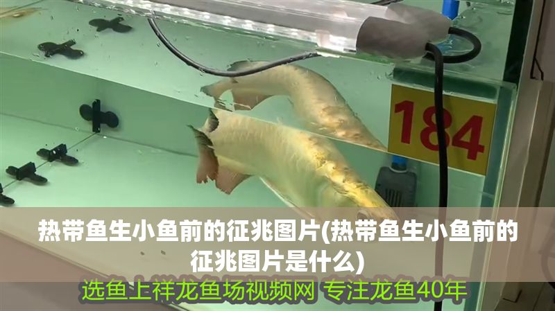 熱帶魚生小魚前的征兆圖片(熱帶魚生小魚前的征兆圖片是什么)