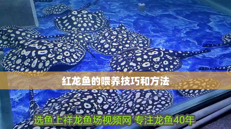紅龍魚的喂養技巧和方法