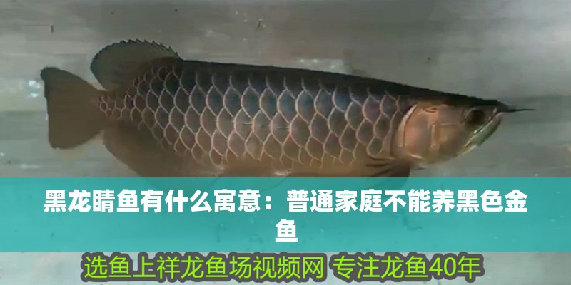 黑龍睛魚有什么寓意：普通家庭不能養黑色金魚