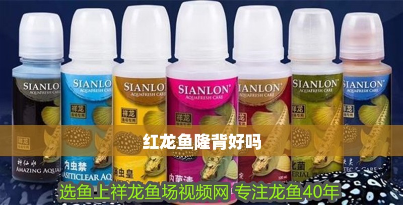 紅龍魚隆背好嗎