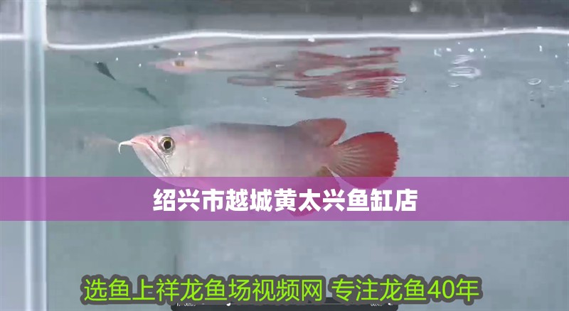 紹興市越城黃太興魚缸店