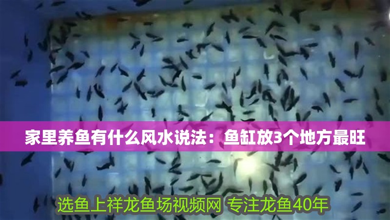 家里養魚有什么風水說法：魚缸放3個地方最旺