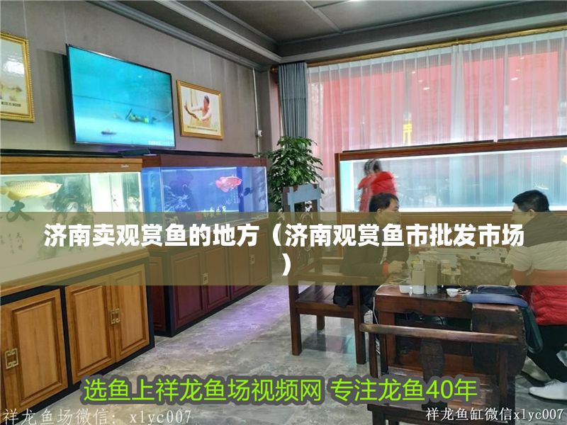 濟南賣觀賞魚的地方（濟南觀賞魚市批發市場）