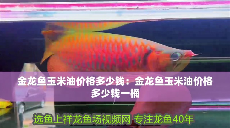 金龍魚玉米油價格多少錢：金龍魚玉米油價格多少錢一桶