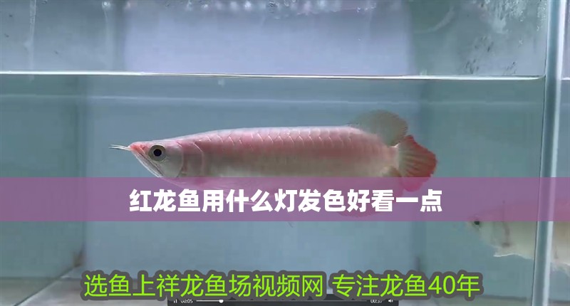 紅龍魚用什么燈發色好看一點