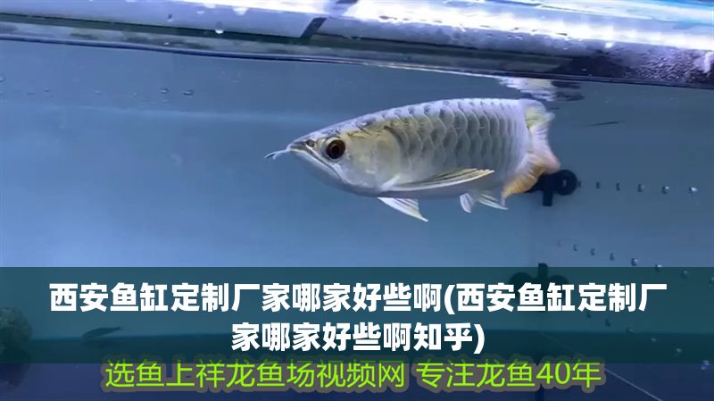 西安魚缸定制廠家哪家好些啊(西安魚缸定制廠家哪家好些啊知乎)