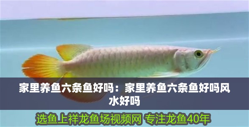 家里養(yǎng)魚(yú)六條魚(yú)好嗎：家里養(yǎng)魚(yú)六條魚(yú)好嗎風(fēng)水好嗎