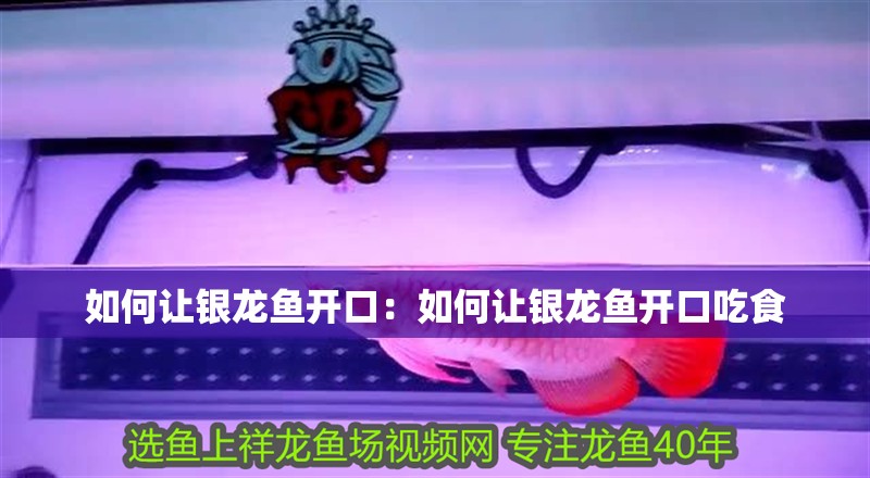 如何讓銀龍魚開口：如何讓銀龍魚開口吃食