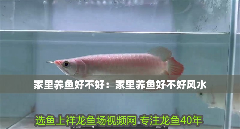 家里養魚好不好：家里養魚好不好風水