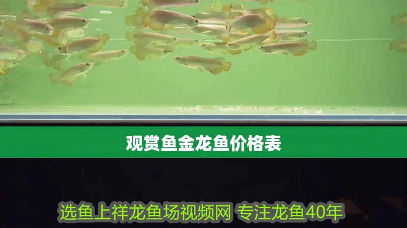 觀賞魚金龍魚價格表 觀賞魚金龍魚價格表 龍魚百科 第1張