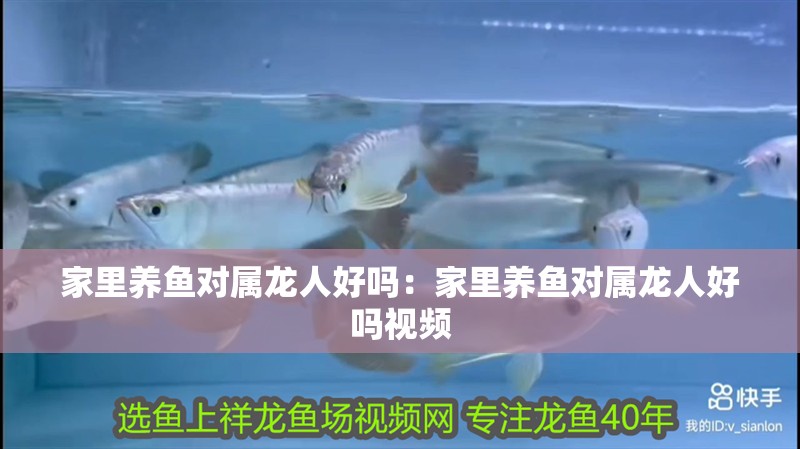 家里養魚對屬龍人好嗎：家里養魚對屬龍人好嗎視頻