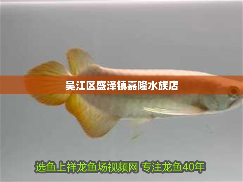吳江區(qū)盛澤鎮(zhèn)嘉隆水族店