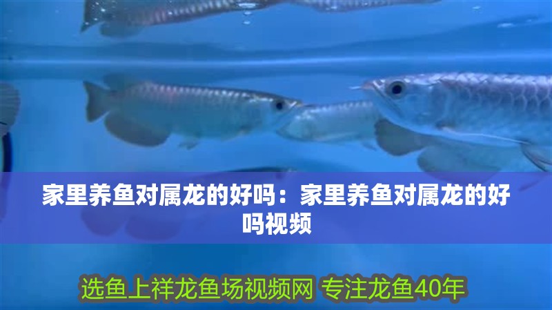家里養魚對屬龍的好嗎：家里養魚對屬龍的好嗎視頻