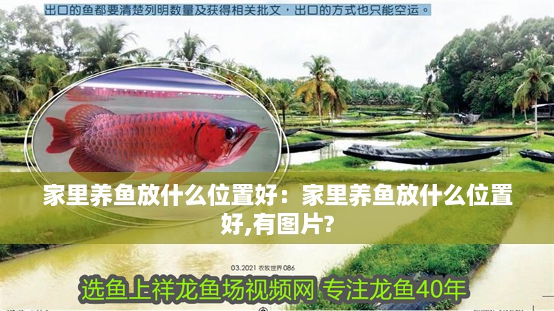 家里養魚放什么位置好：家里養魚放什么位置好,有圖片?