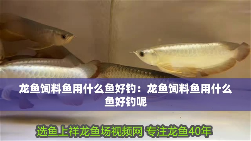 龍魚飼料魚用什么魚好釣：龍魚飼料魚用什么魚好釣呢