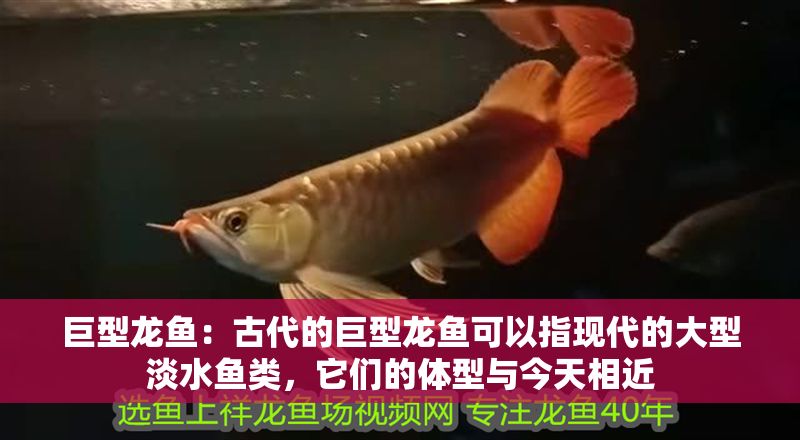 巨型龍魚：古代的巨型龍魚可以指現代的大型淡水魚類，它們的體型與今天相近